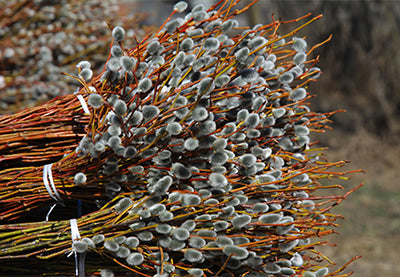 Pussy Willow - the harbinger of spring in real life, myth and tradition