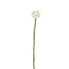Endless flower - Snowball thistle