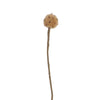 endless flower - golden thistle