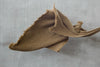 Camel Nomad throw