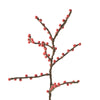 endless holly - berry