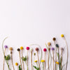 endless flower - golden thistle